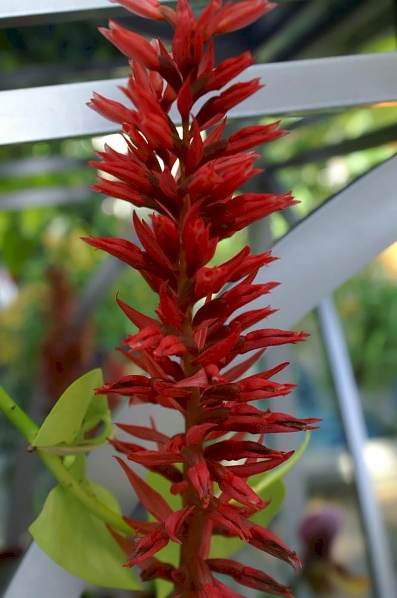 Latin American Lady Orchid photo 5