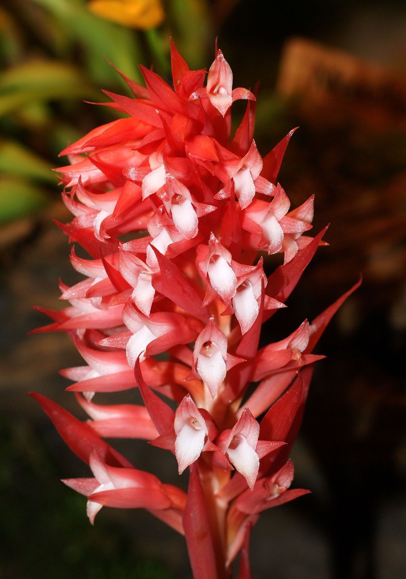 Latin American Lady Orchid photo 6