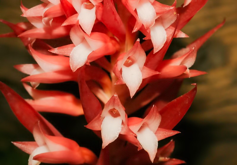 Latin American Lady Orchid photo 7