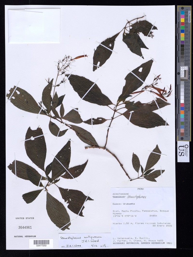 Stenostephanus antiquorum