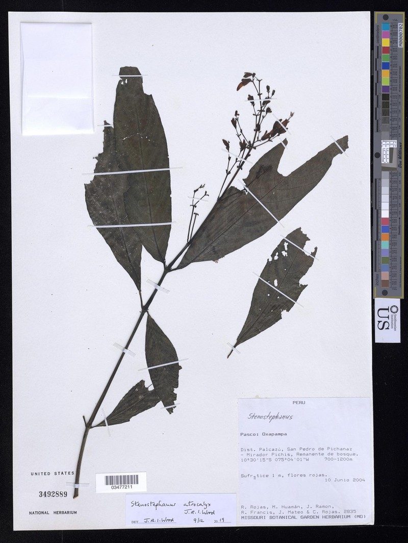 Stenostephanus atrocalyx