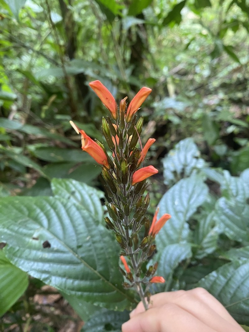 Stenostephanus blepharorhachis