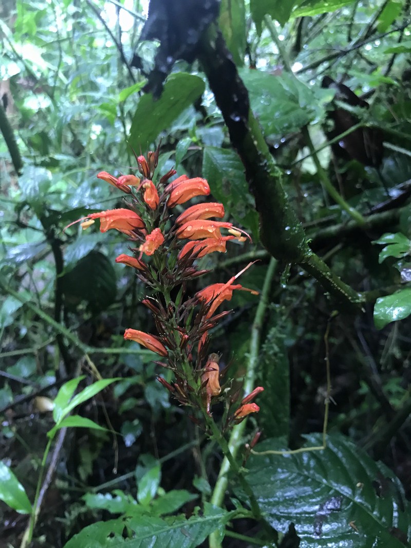 Stenostephanus blepharorhachis photo 2