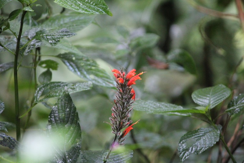 Stenostephanus blepharorhachis photo 3