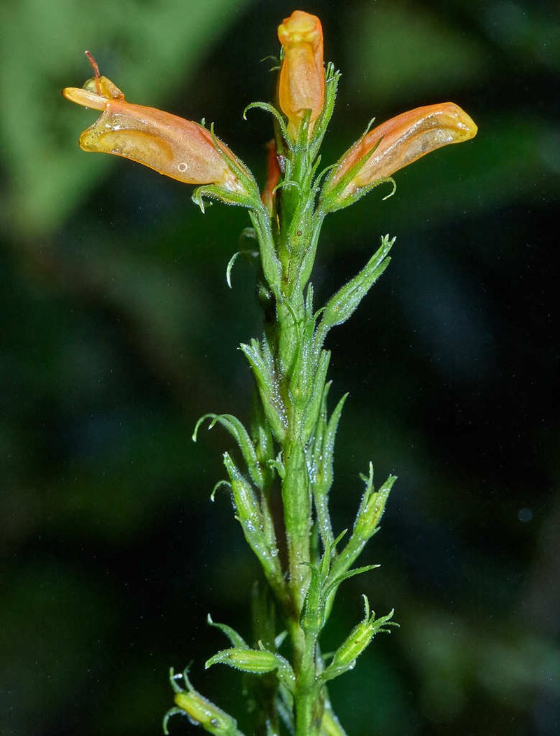 Stenostephanus blepharorhachis photo 4