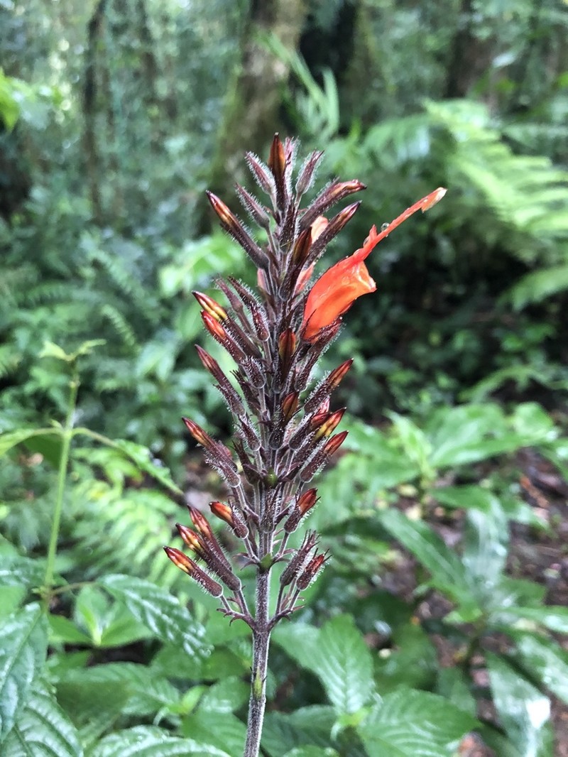 Stenostephanus blepharorhachis photo 5