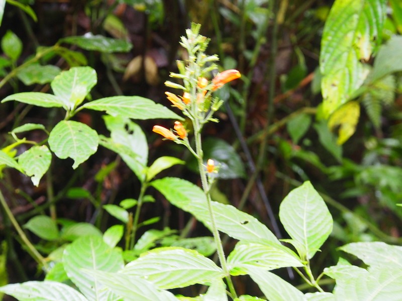 Stenostephanus blepharorhachis photo 6