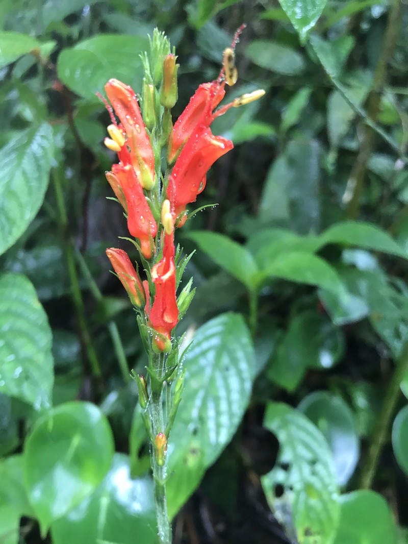 Stenostephanus blepharorhachis photo 8