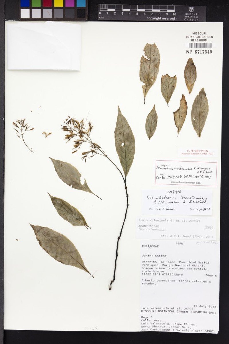 Stenostephanus brevistamineus