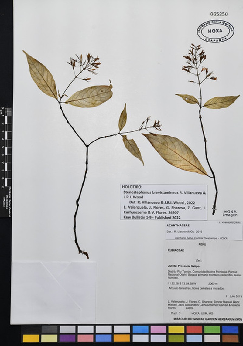 Stenostephanus brevistamineus photo 2