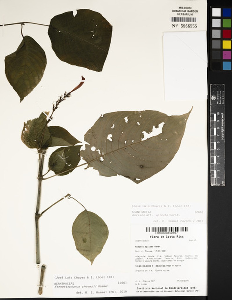 Stenostephanus chavesii