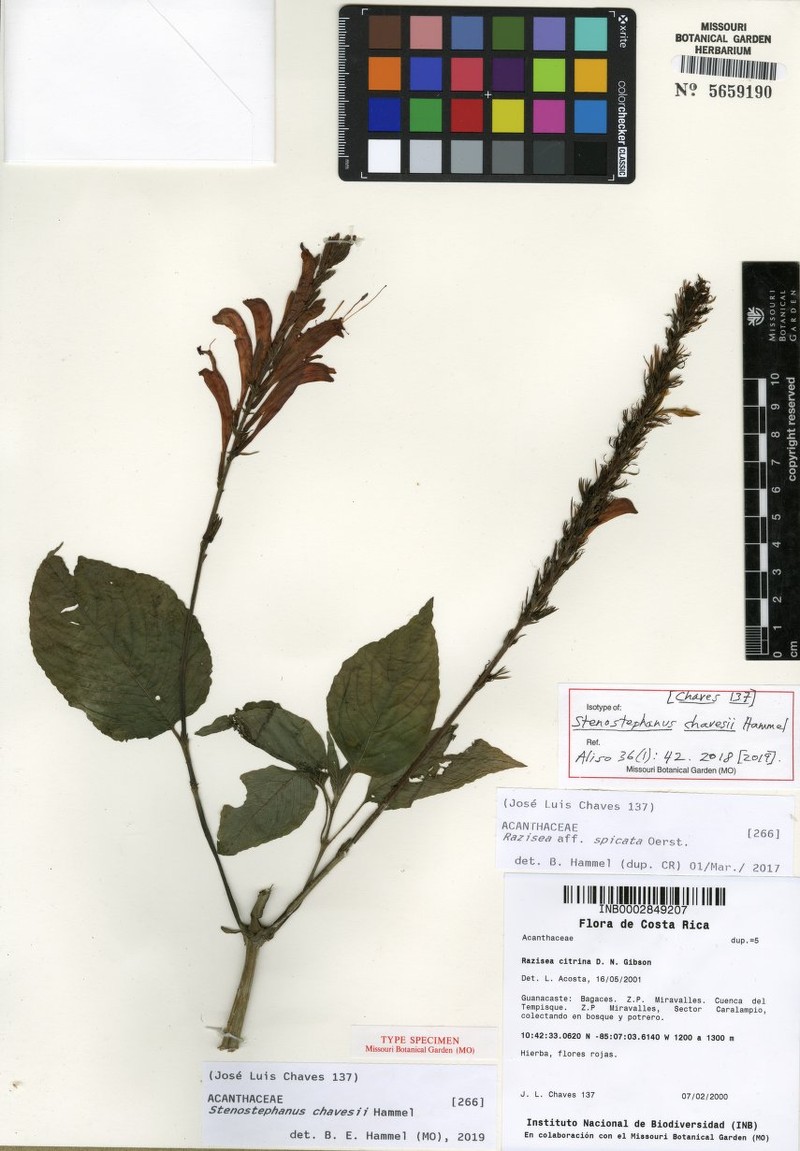 Stenostephanus chavesii photo 2