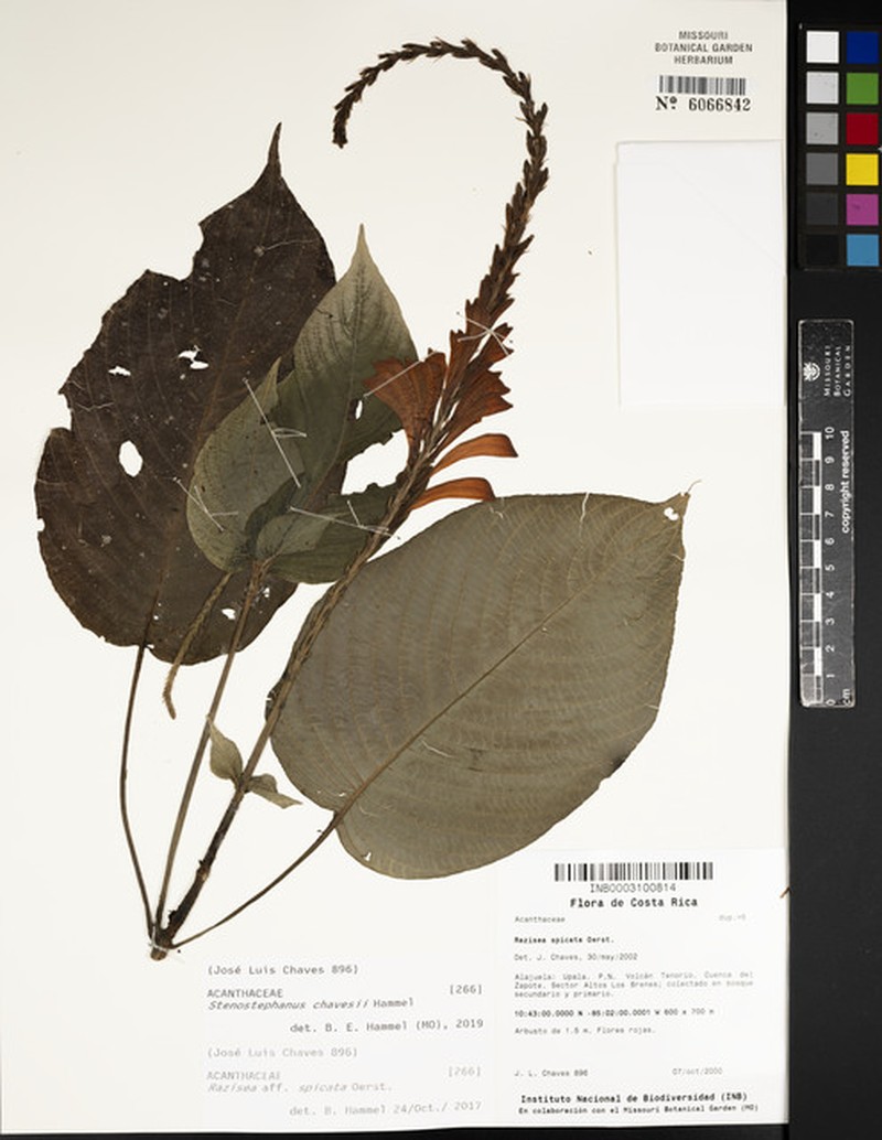 Stenostephanus chavesii photo 3