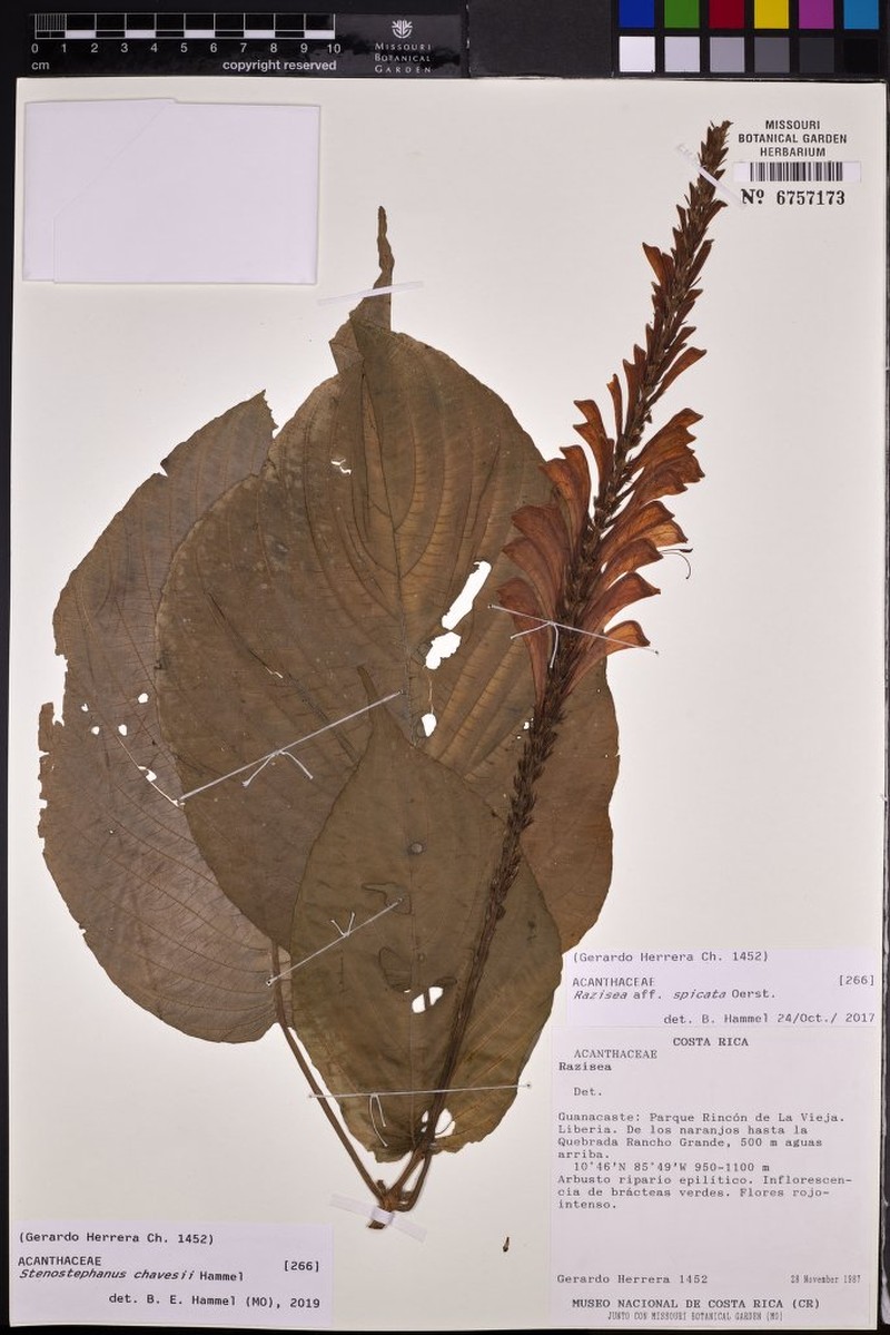 Stenostephanus chavesii photo 4