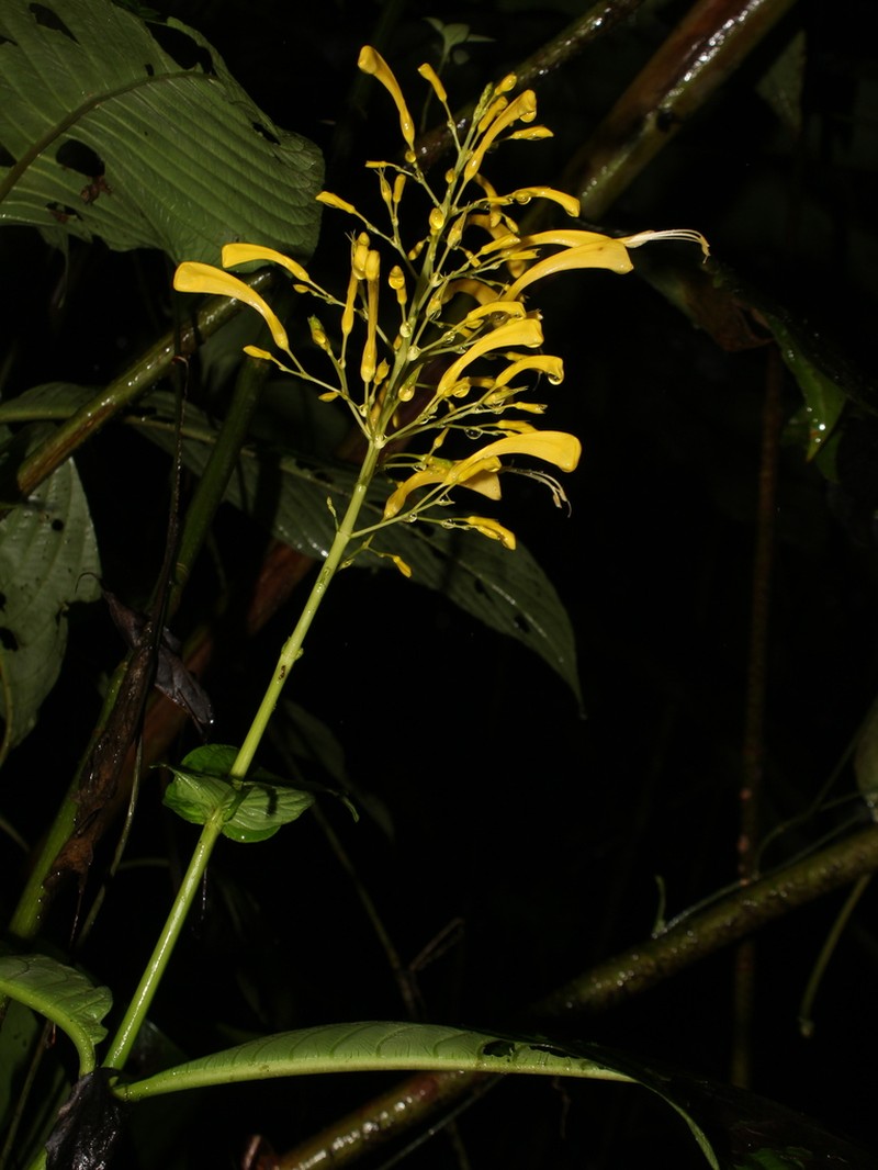 Stenostephanus citrinus photo 2