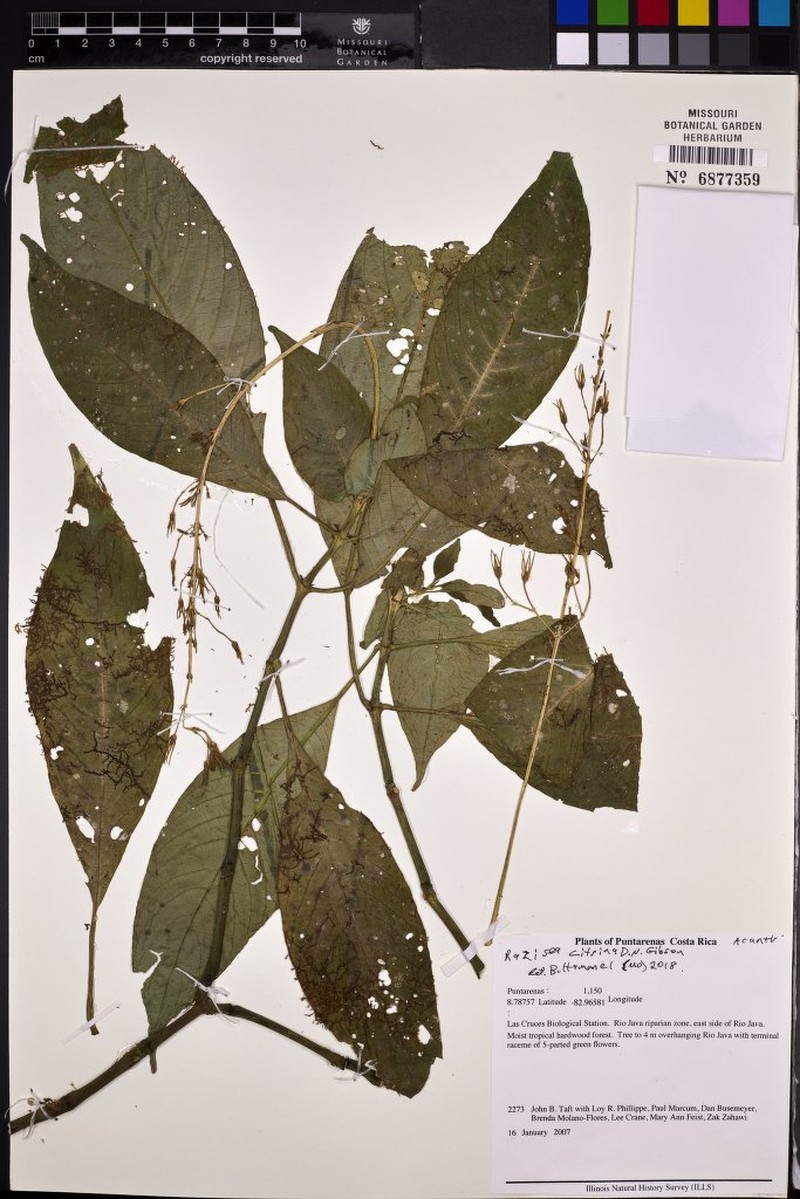 Stenostephanus citrinus photo 4
