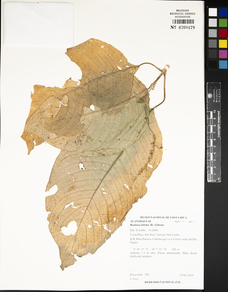 Stenostephanus citrinus photo 5