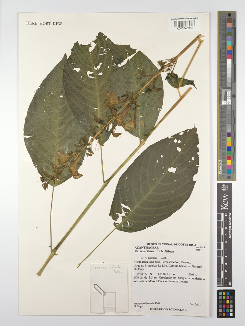 Stenostephanus citrinus photo 6