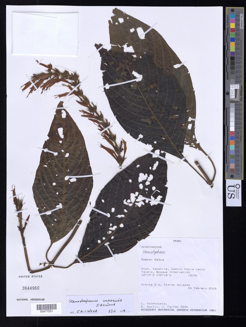 Stenostephanus cuscoensis