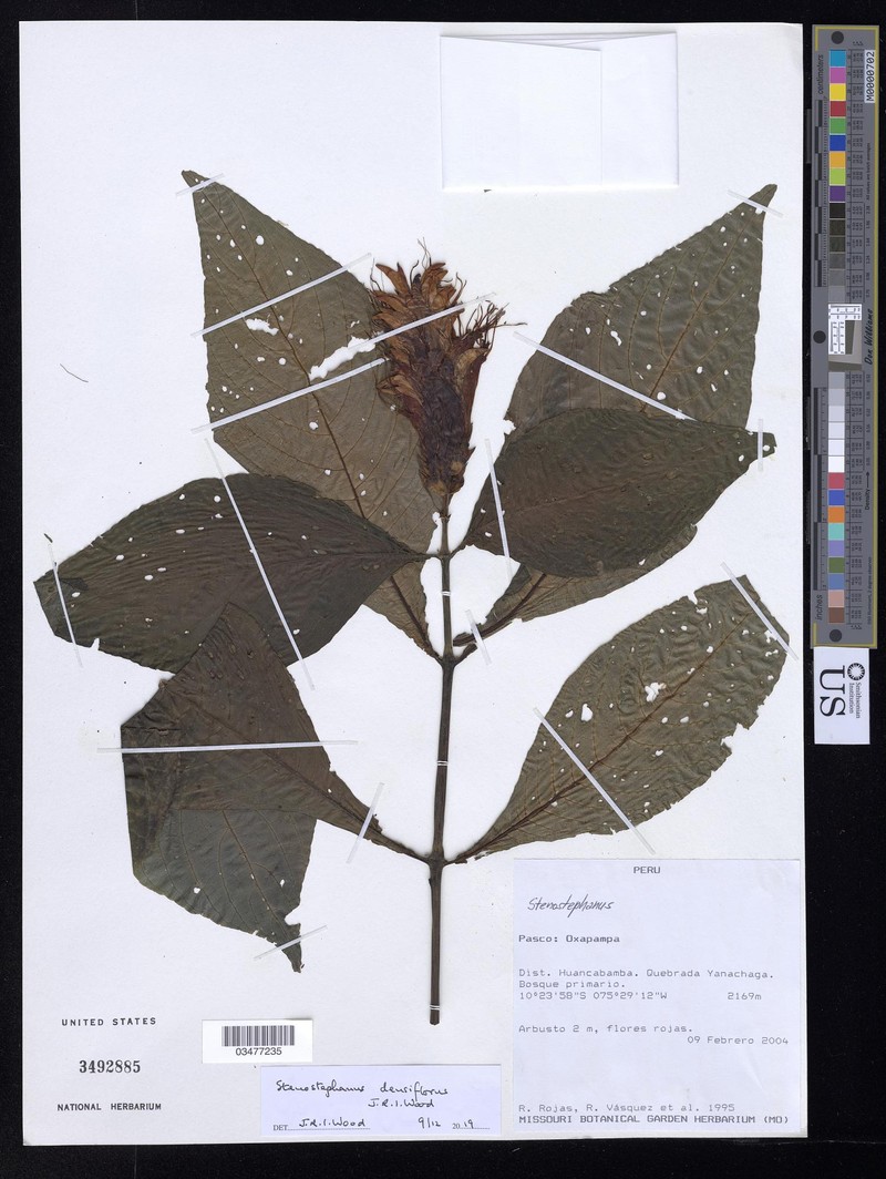Stenostephanus densiflorus