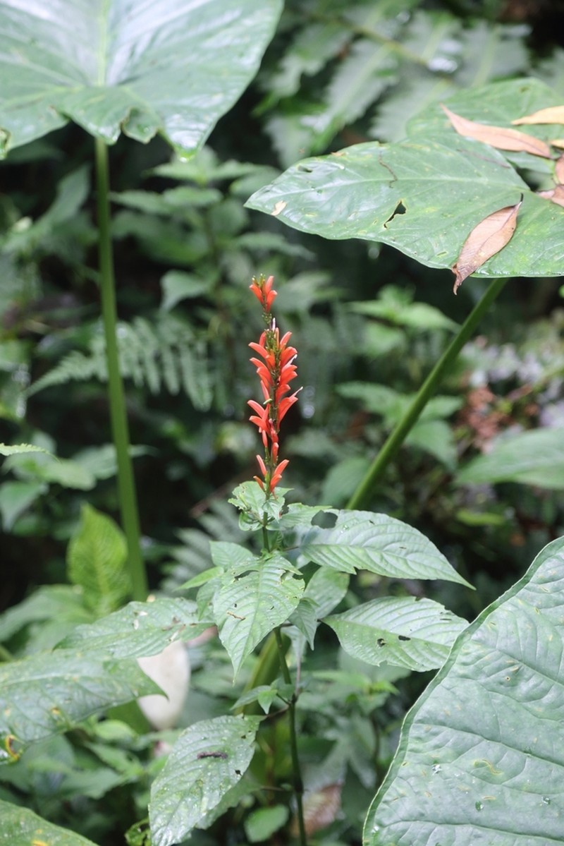Stenostephanus ericae