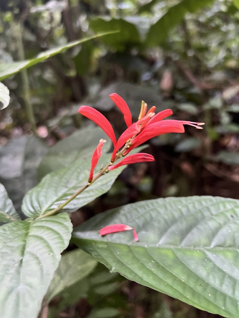 Stenostephanus ericae photo 2