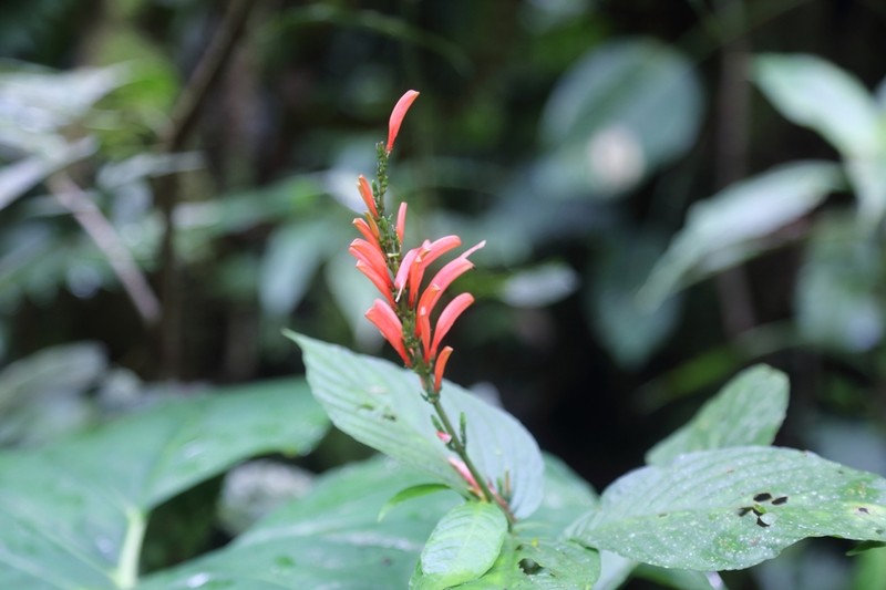 Stenostephanus ericae photo 3