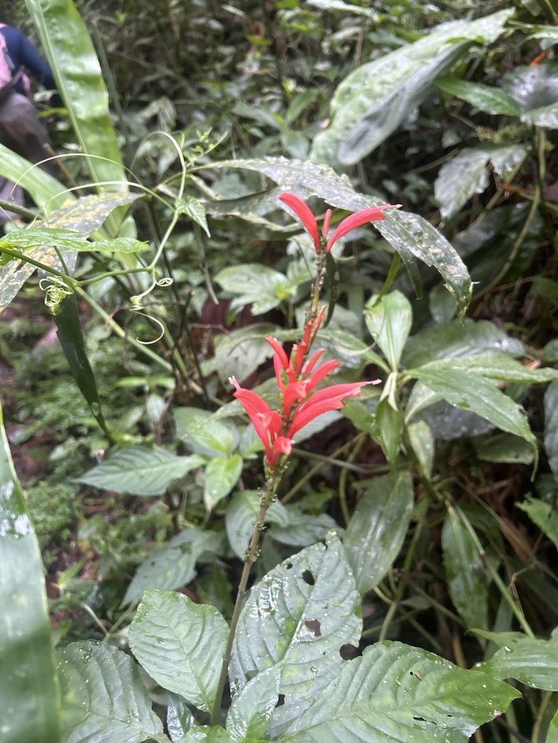 Stenostephanus ericae photo 5