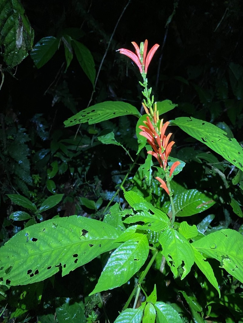 Stenostephanus ericae photo 8