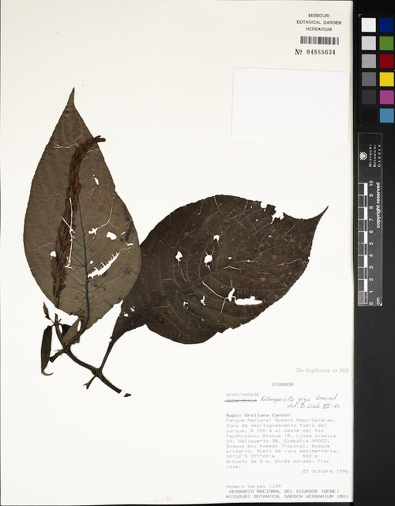 Stenostephanus gigas