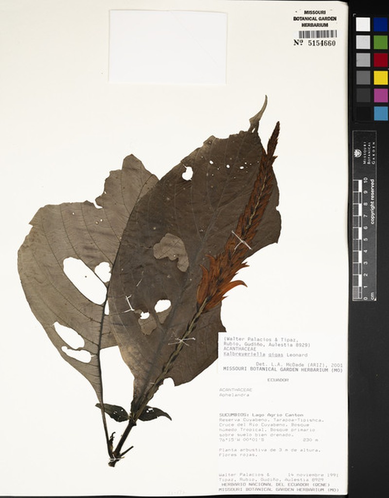 Stenostephanus gigas photo 3