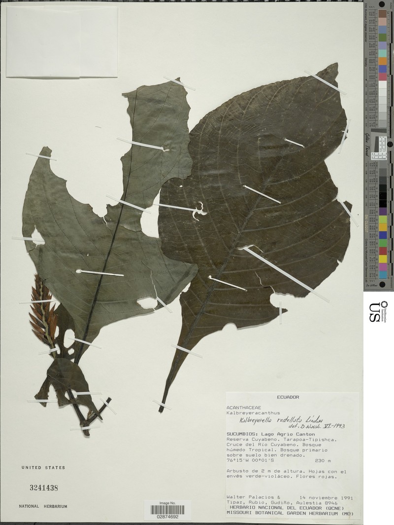Stenostephanus gigas photo 4