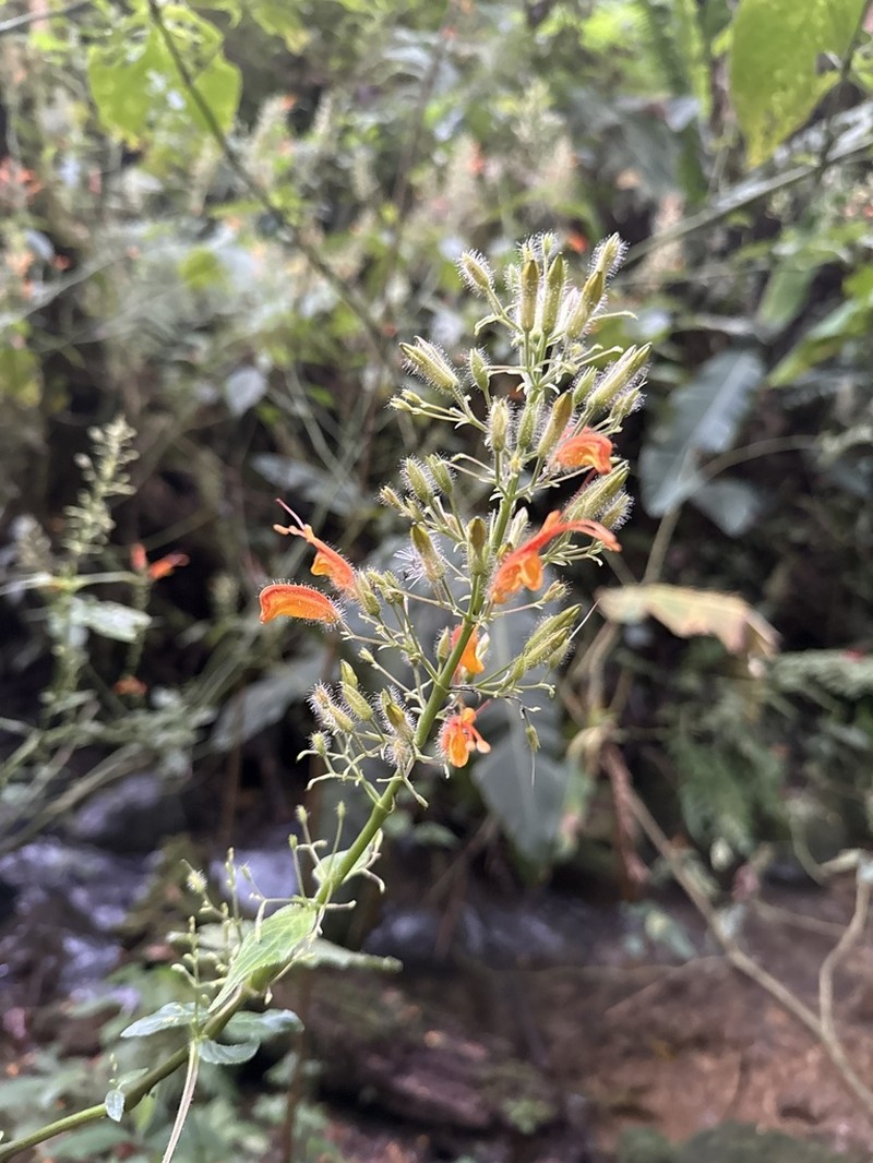 Stenostephanus leiorhachis