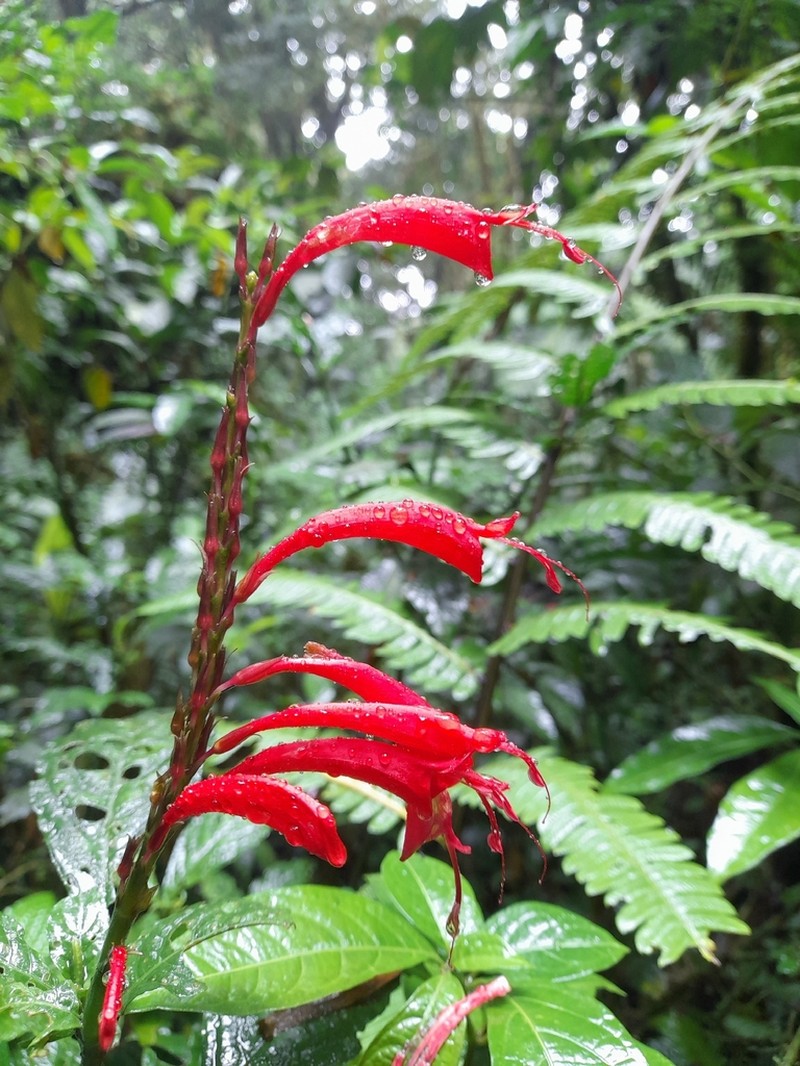 Stenostephanus leiorhachis photo 6