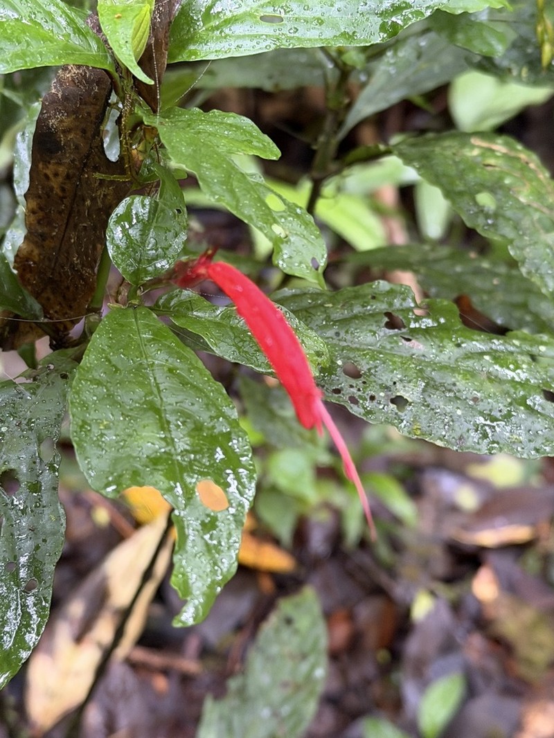 Stenostephanus leiorhachis photo 8