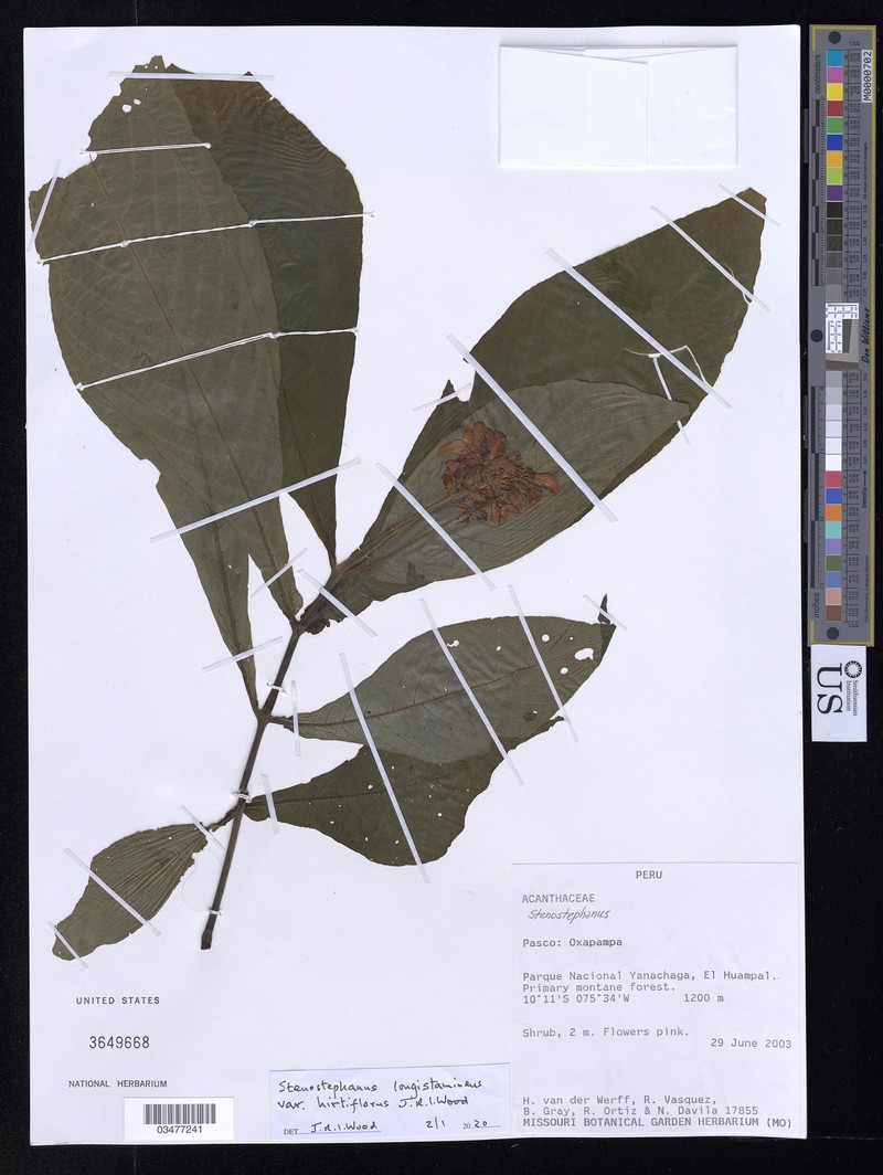 Stenostephanus longistaminus var. hirtiflorus