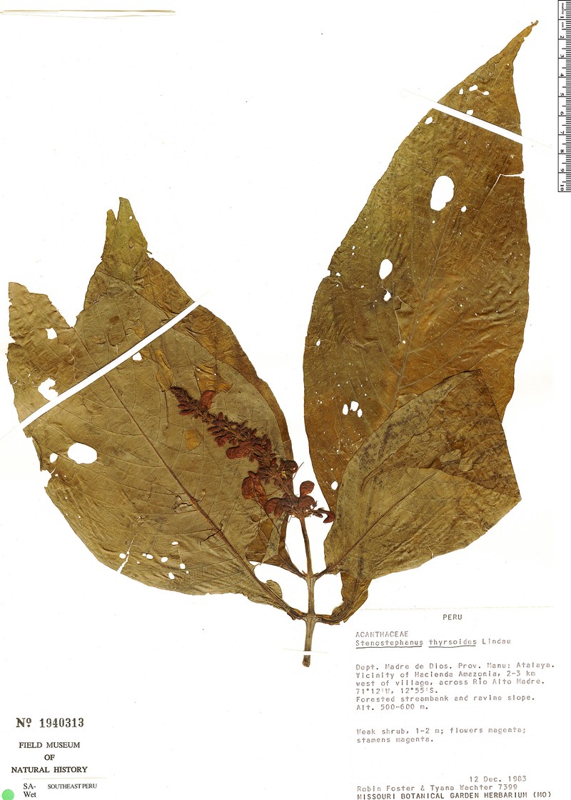 Stenostephanus longistaminus var. longistaminus