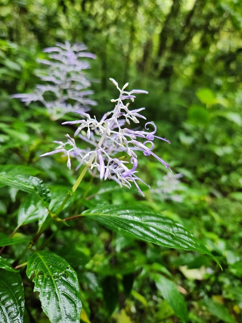 Stenostephanus purpureus
