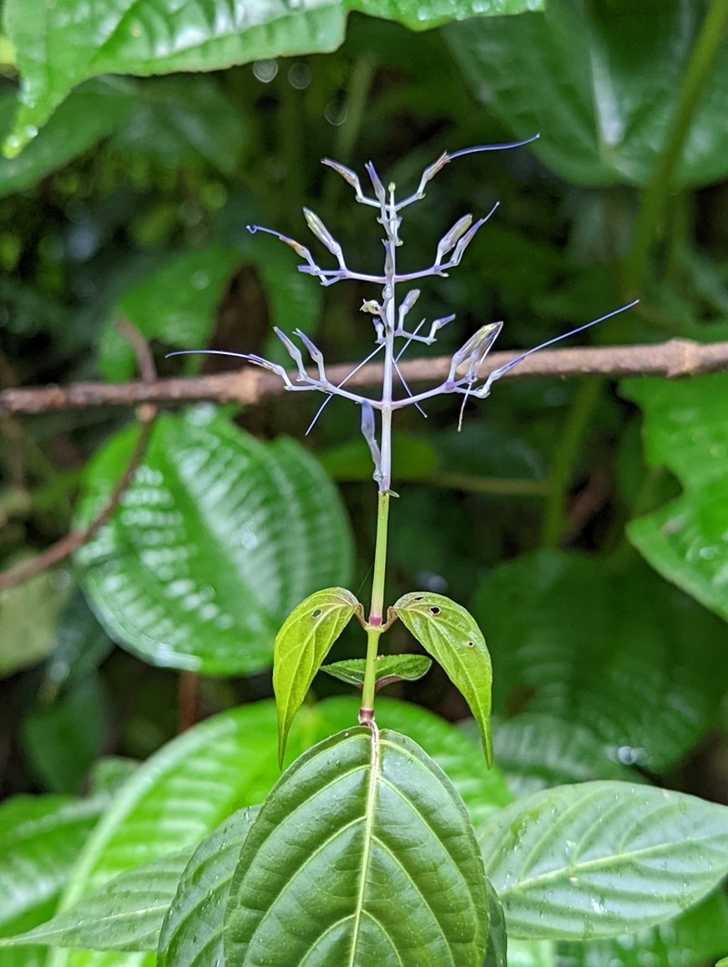 Stenostephanus purpureus photo 2