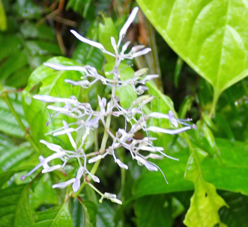 Stenostephanus purpureus photo 4