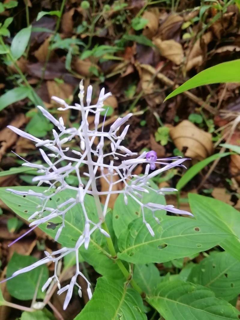 Stenostephanus purpureus photo 5