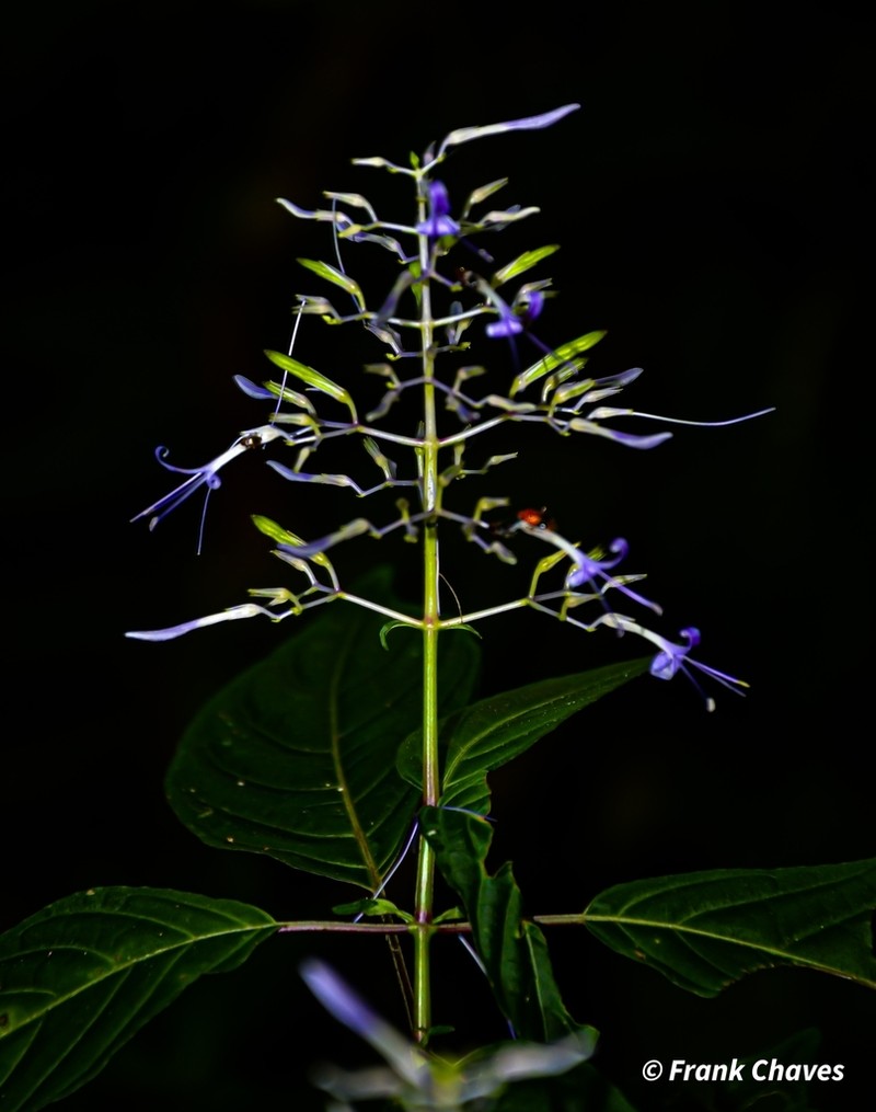 Stenostephanus purpureus photo 8