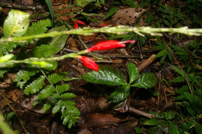 Stenostephanus strictus