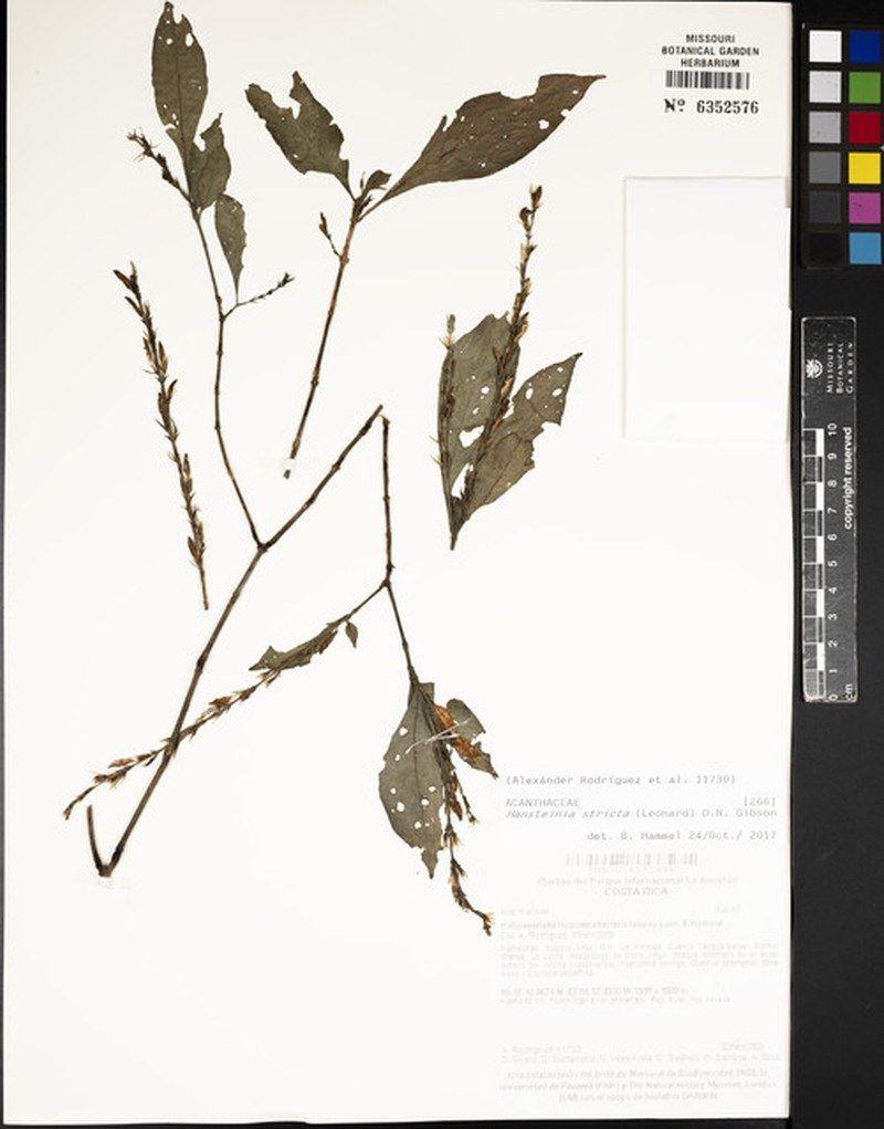 Stenostephanus strictus photo 2