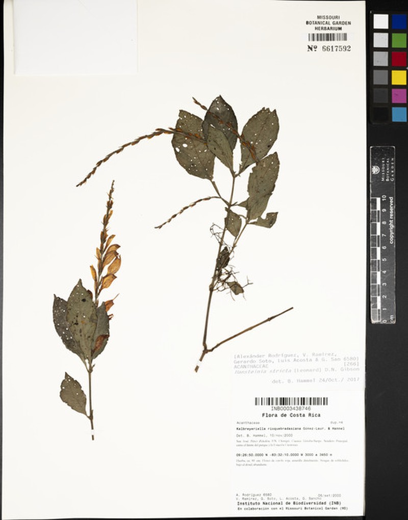 Stenostephanus strictus photo 3
