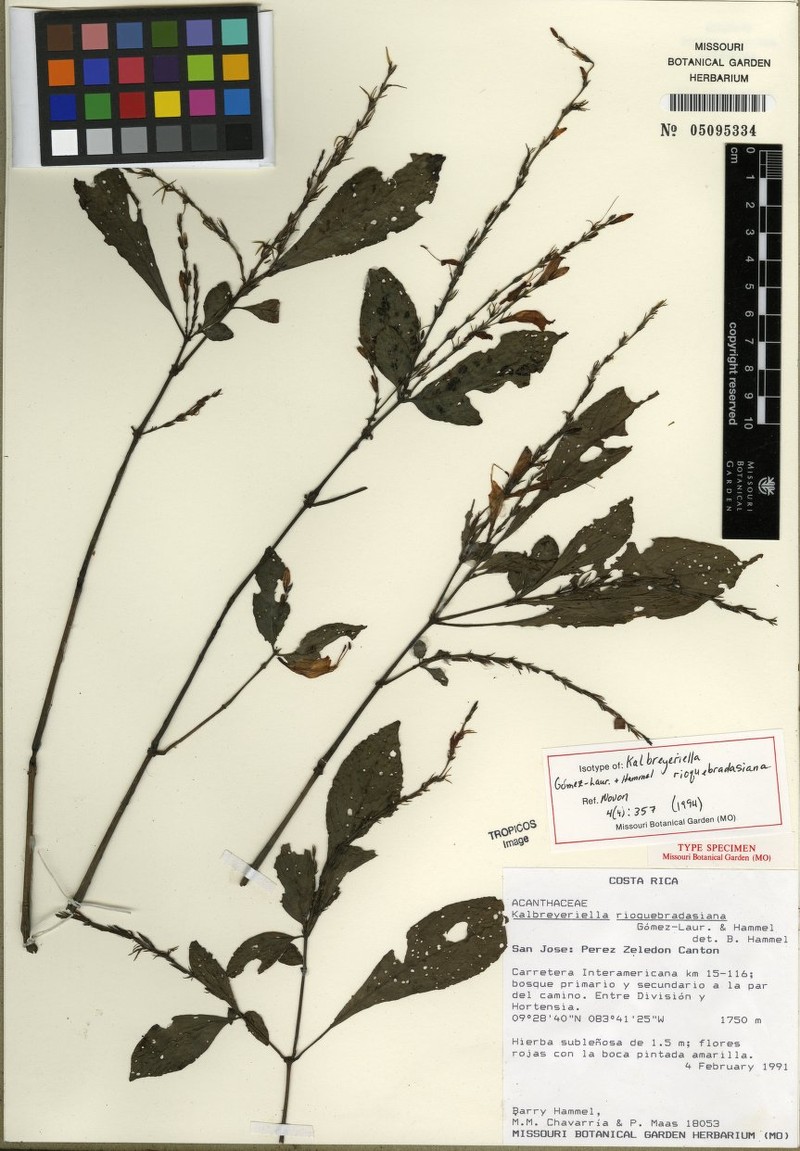 Stenostephanus strictus photo 4