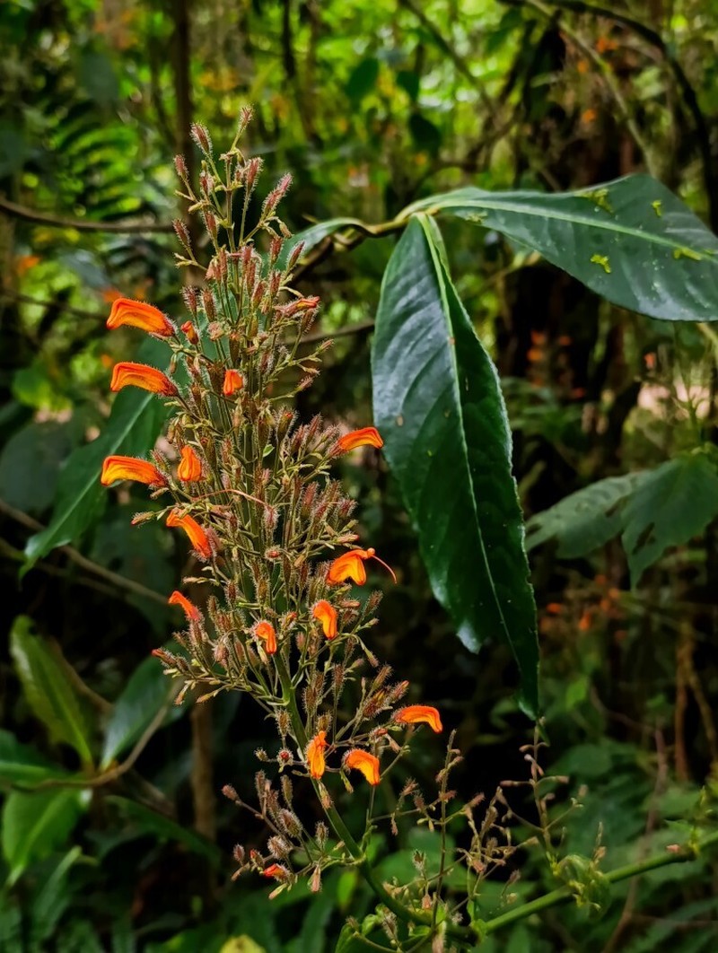 Stenostephanus ventricosus