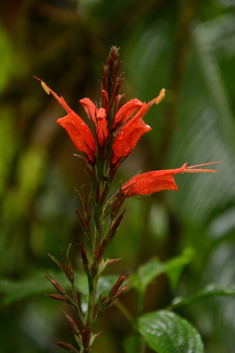 Stenostephanus ventricosus photo 2