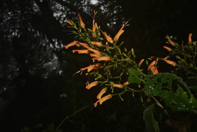 Stenostephanus ventricosus photo 6