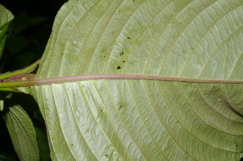 Stenostephanus villosus